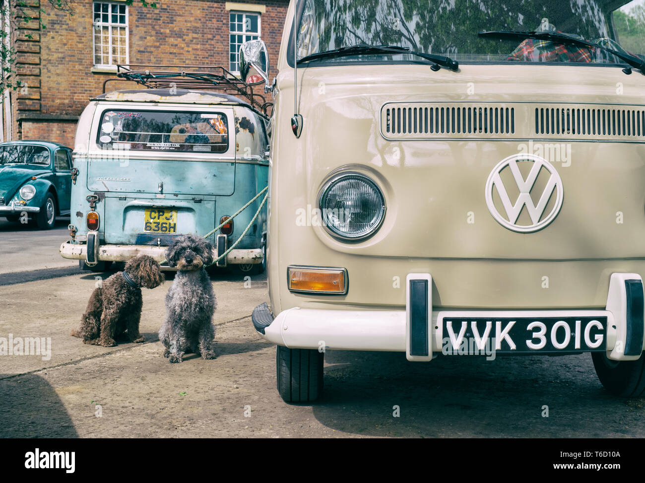 Chiens sur mène à côté d'un camping-car Volkswagen 1969. Centre du patrimoine mondial de Bicester 'Drive il Day'. Bicester, Oxfordshire, Angleterre. Vintage filtre appliqué Banque D'Images