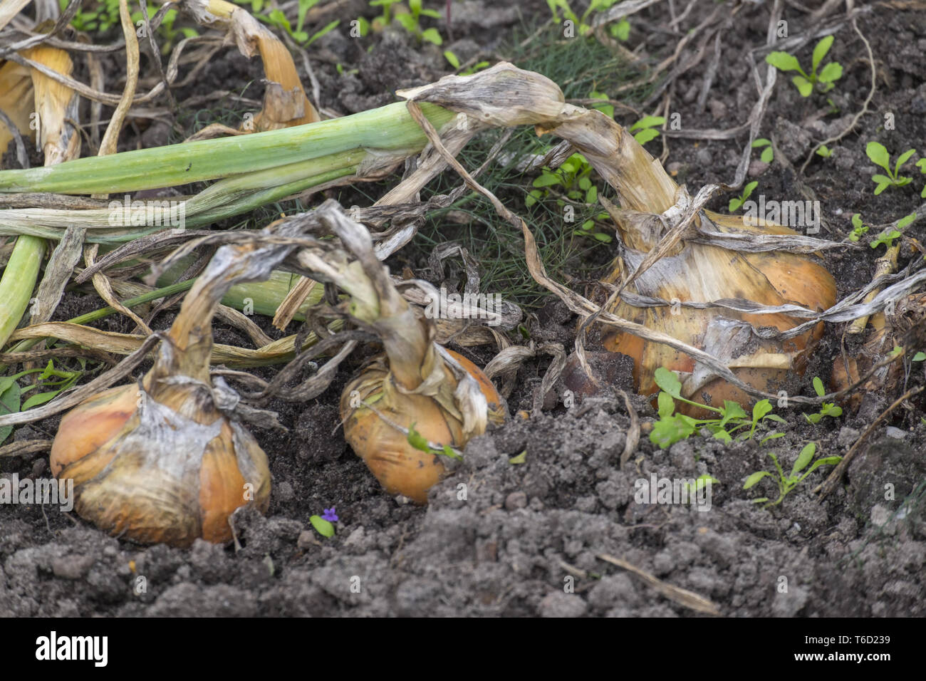 Venu d'oignons (Allium cepa) Banque D'Images