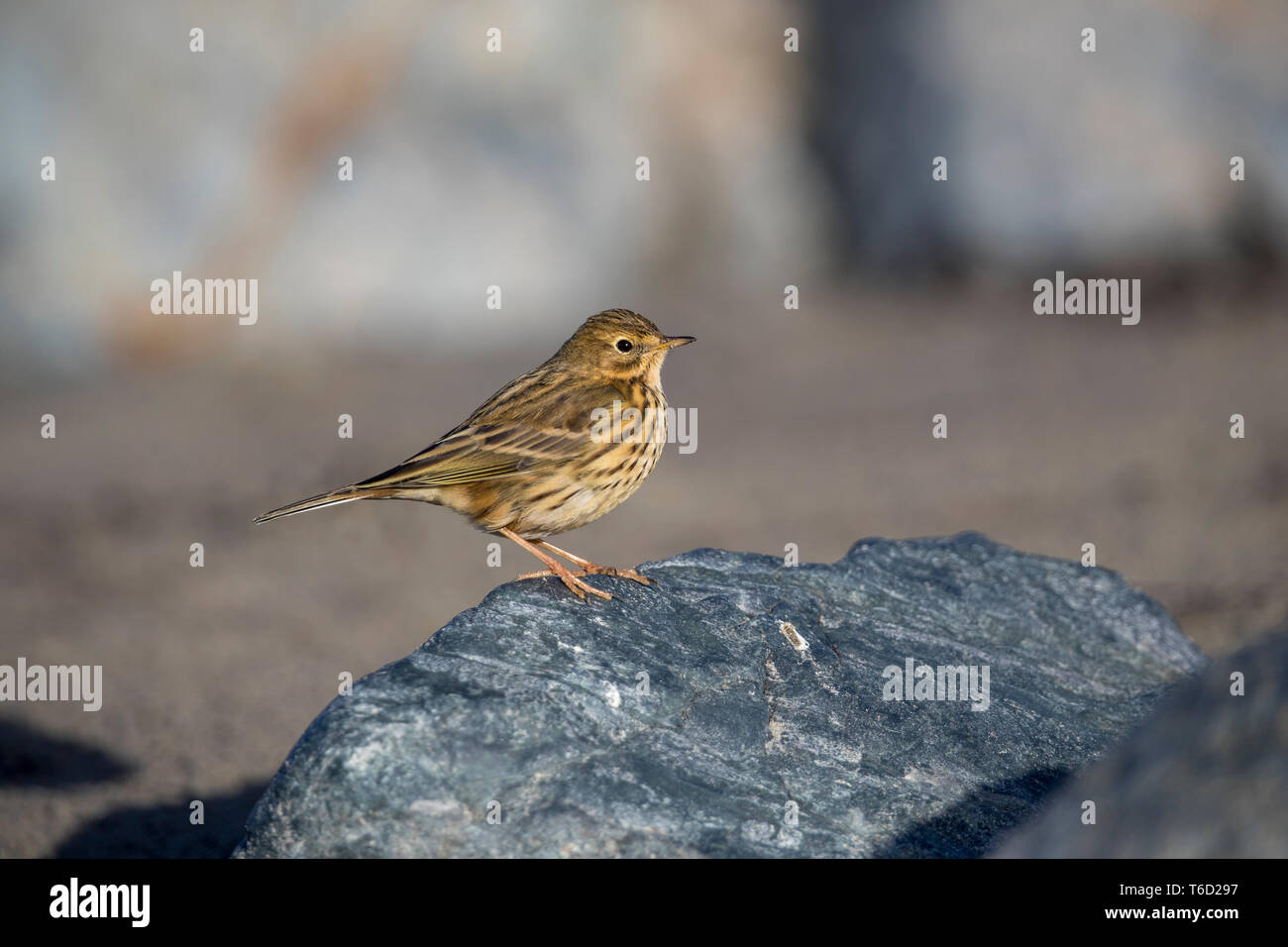 Meadow Pipit spioncelle Anthus pratensis ; Royaume-Uni ; Banque D'Images
