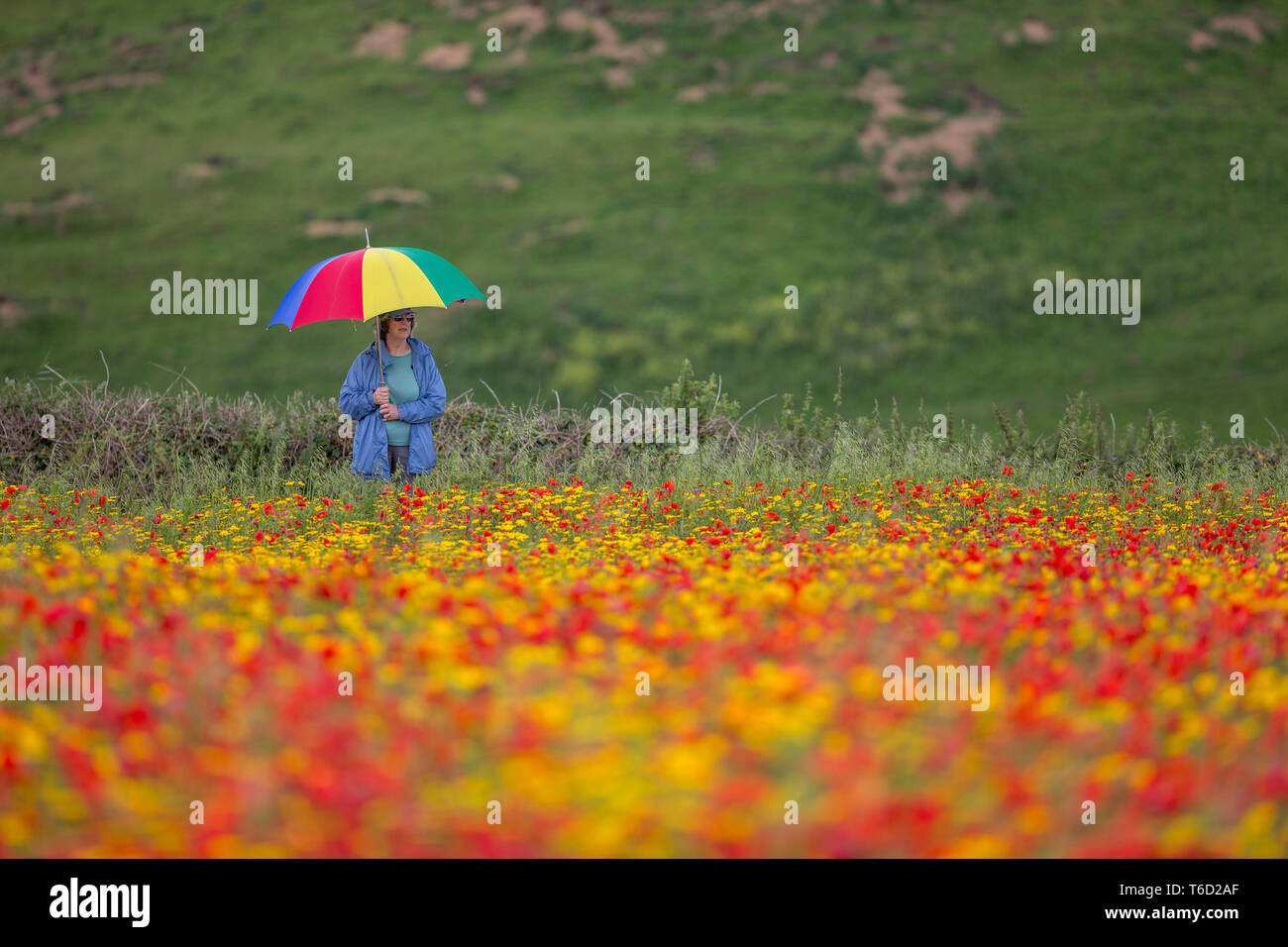 West Pentire, coquelicots et fleurs de maïs, Cornwall, UK Banque D'Images
