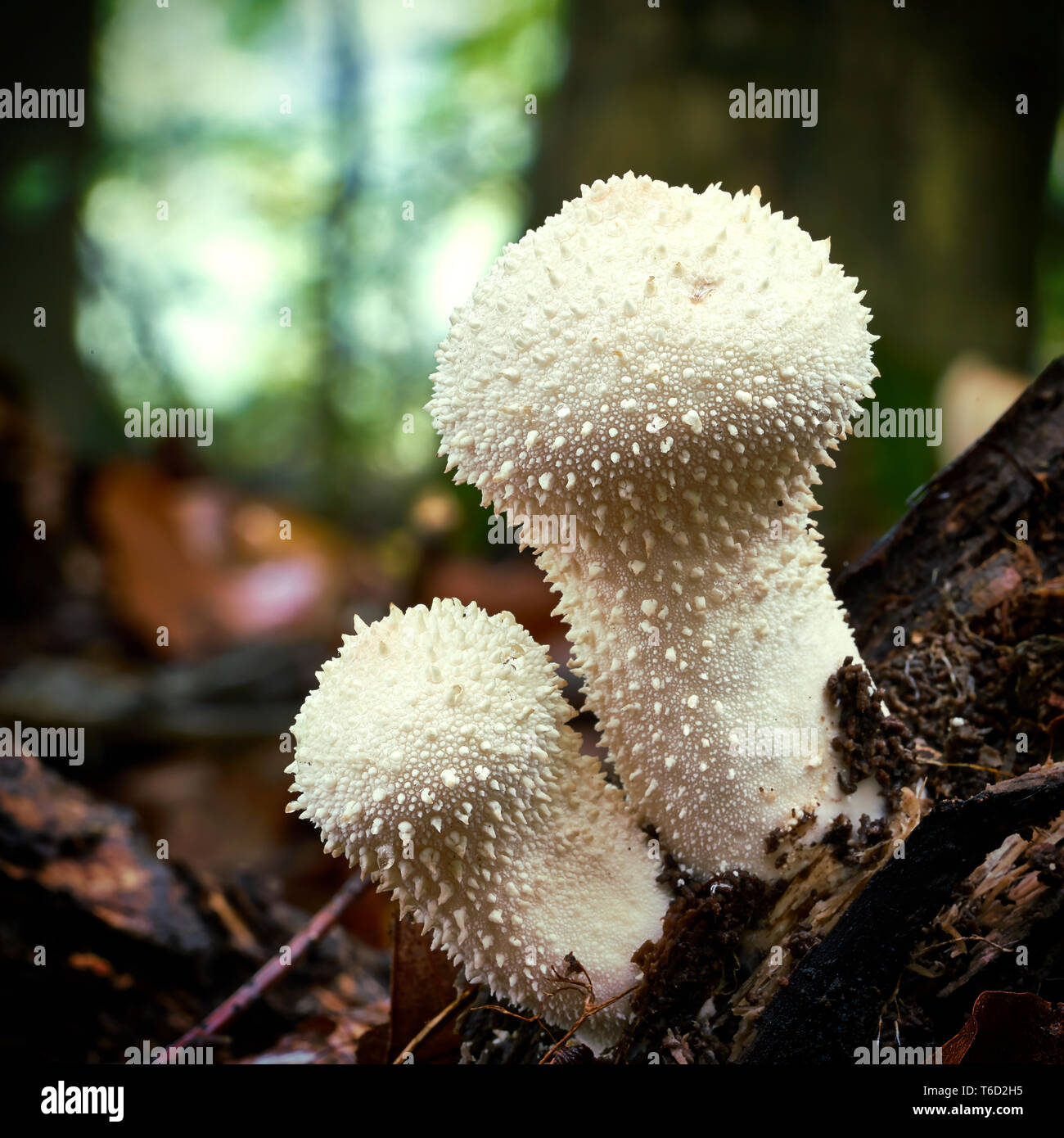 Lycoperdon perlatum sur un tronc d'arbre mort dans la forêt Banque D'Images