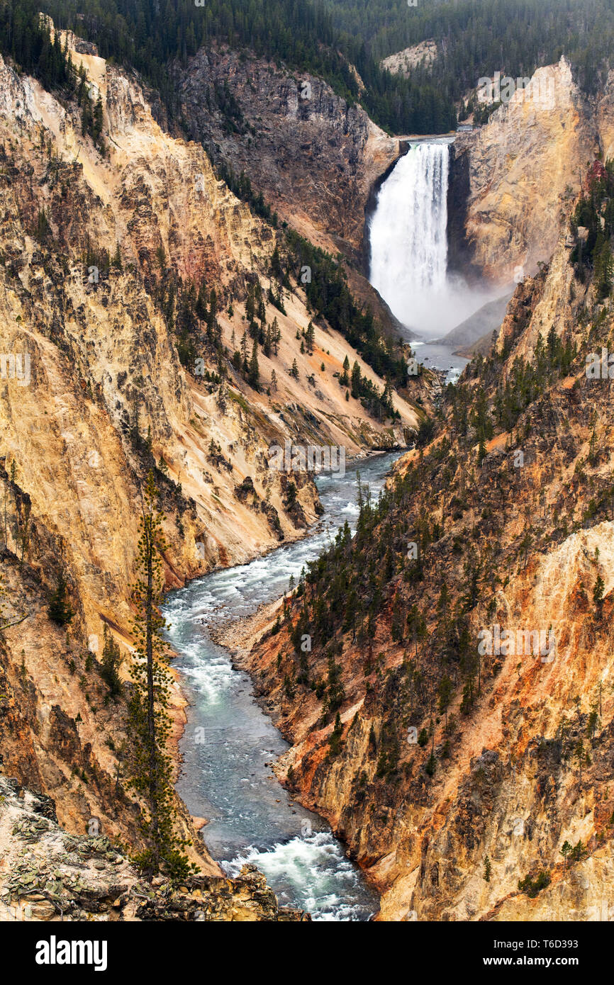 Yellowstone inférieur falls, Parc National de Yellowstone, Wyoming, USA Banque D'Images