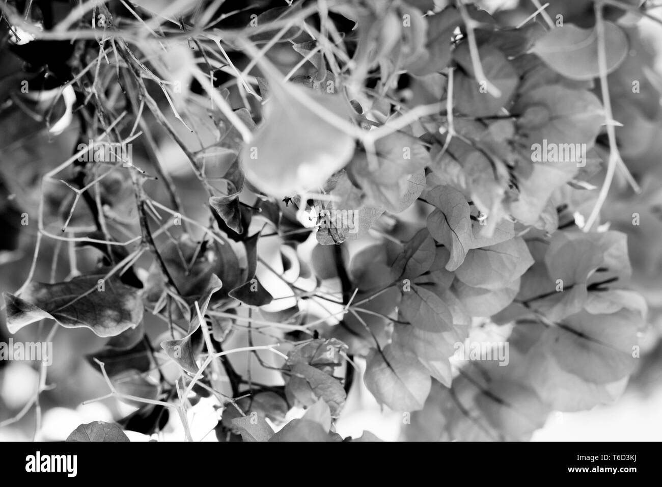 Gros plan noir-blanc, niveaux de gris photo de fleurs de bougainvillaea​ fleuries sur le mur à Tenerife, la ville de Garachico, Espagne Banque D'Images