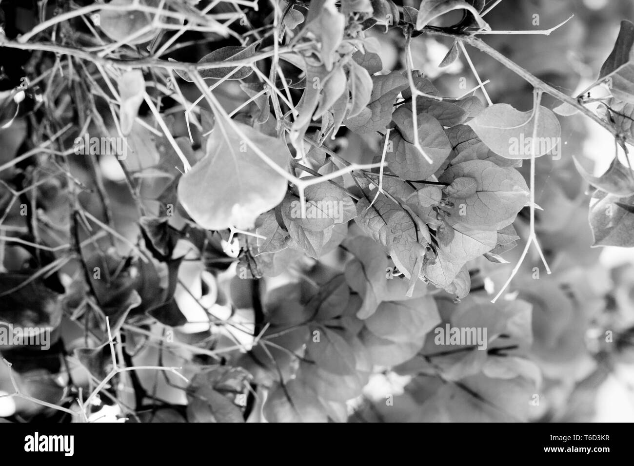 Gros plan noir-blanc, niveaux de gris photo de fleurs de bougainvillaea​ fleuries sur le mur à Tenerife, la ville de Garachico, Espagne Banque D'Images