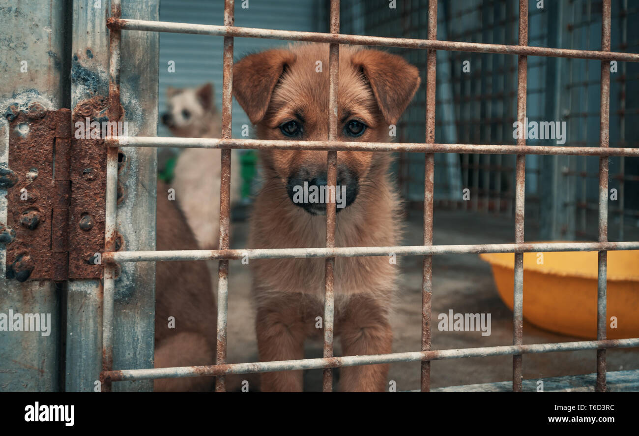 Chiot triste de s'abriter derrière une clôture en attente d'être secouru et adoptée à nouveau la maison. Abri pour animaux concept Banque D'Images