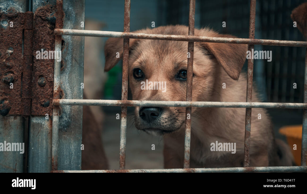 Chiot triste de s'abriter derrière une clôture en attente d'être secouru et adoptée à nouveau la maison. Abri pour animaux concept Banque D'Images