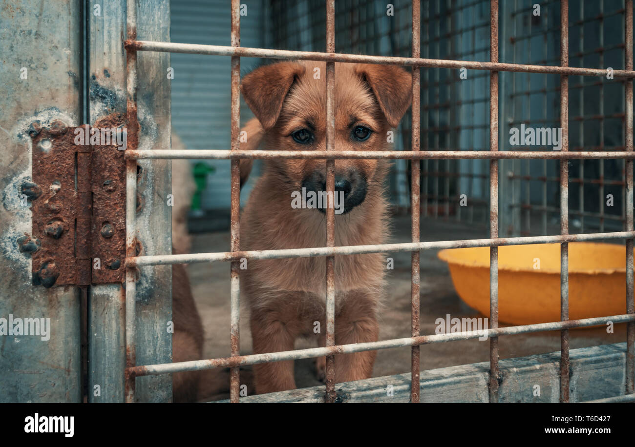Chiot triste de s'abriter derrière une clôture en attente d'être secouru et adoptée à nouveau la maison. Abri pour animaux concept Banque D'Images
