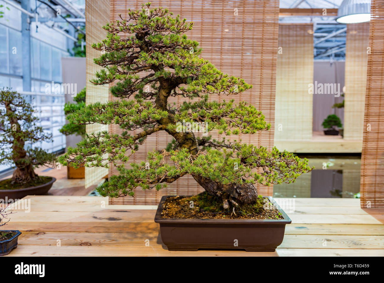 Art japonais du bonsai Banque D'Images