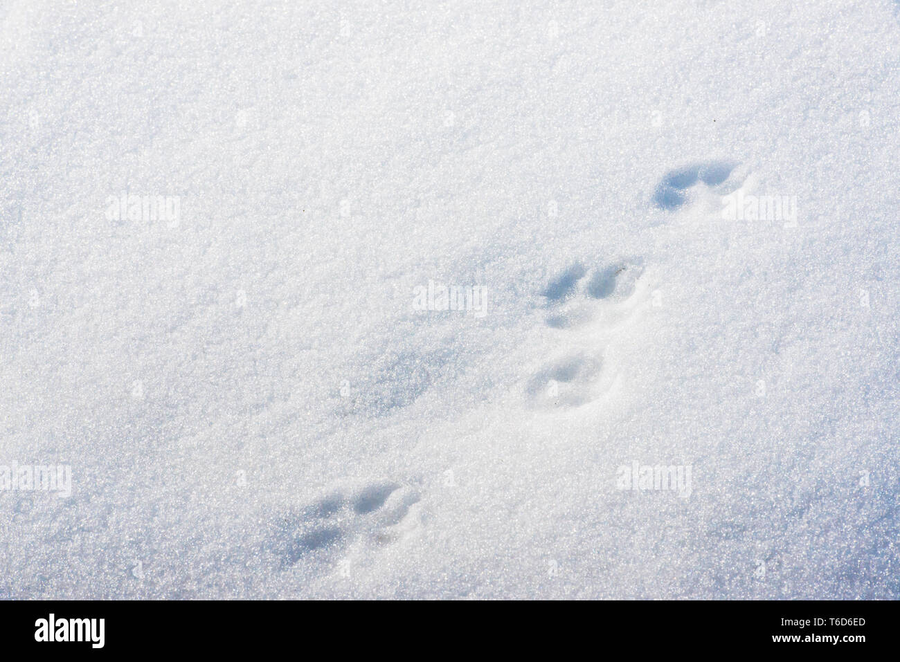 Empreintes de loup dans la neige Banque de photographies et d’images à