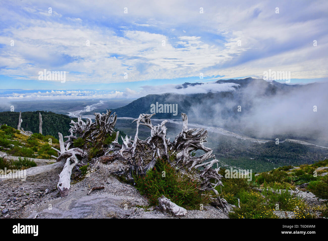 Des arbres détruits par l'éruption du volcan Chaitén Pumalin, Parc National, Patagonie, Chaitén, Chili Banque D'Images