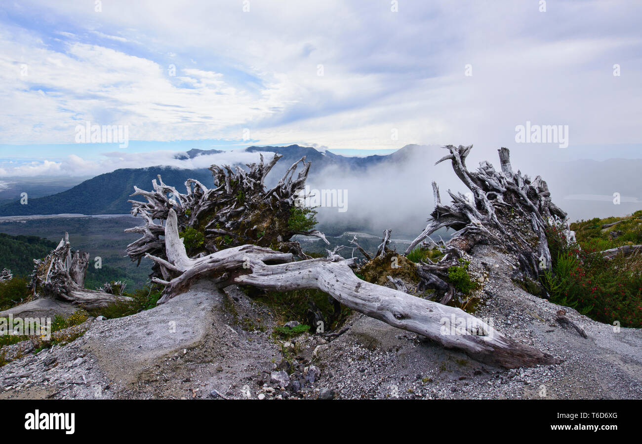 Des arbres détruits par l'éruption du volcan Chaitén Pumalin, Parc National, Patagonie, Chaitén, Chili Banque D'Images