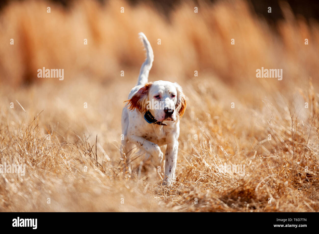 Setter anglais pointant les cailles. Banque D'Images