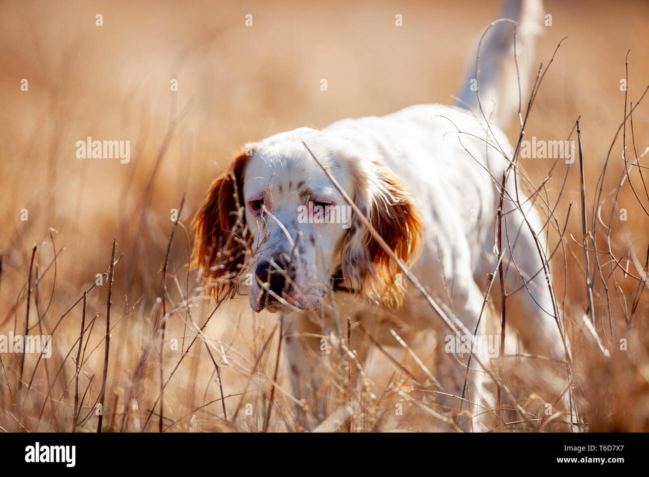 Setter anglais pointant les cailles. Banque D'Images