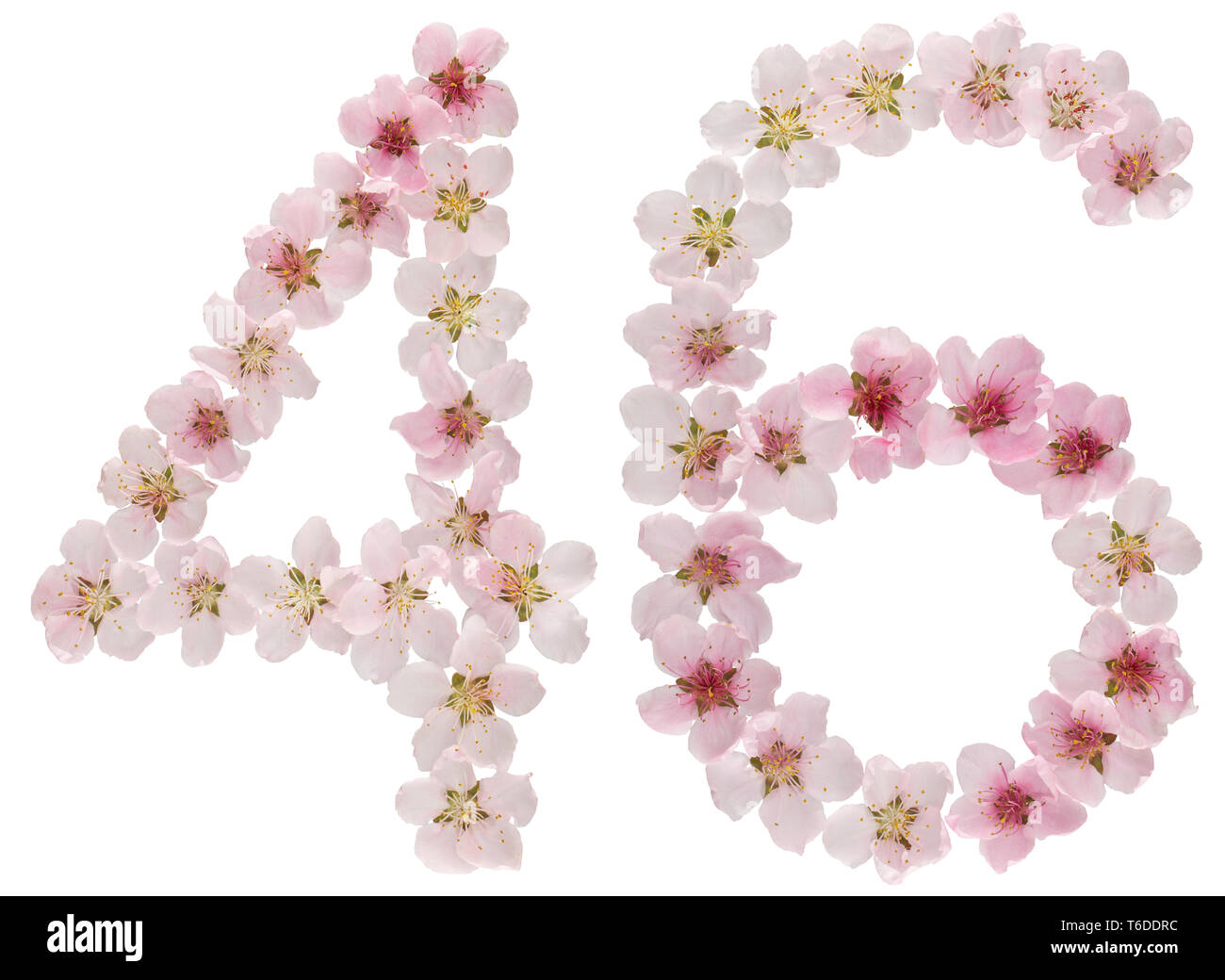 Chiffre 46, quarante six, de naturel rose fleurs de pêcher, isolé sur fond blanc Banque D'Images