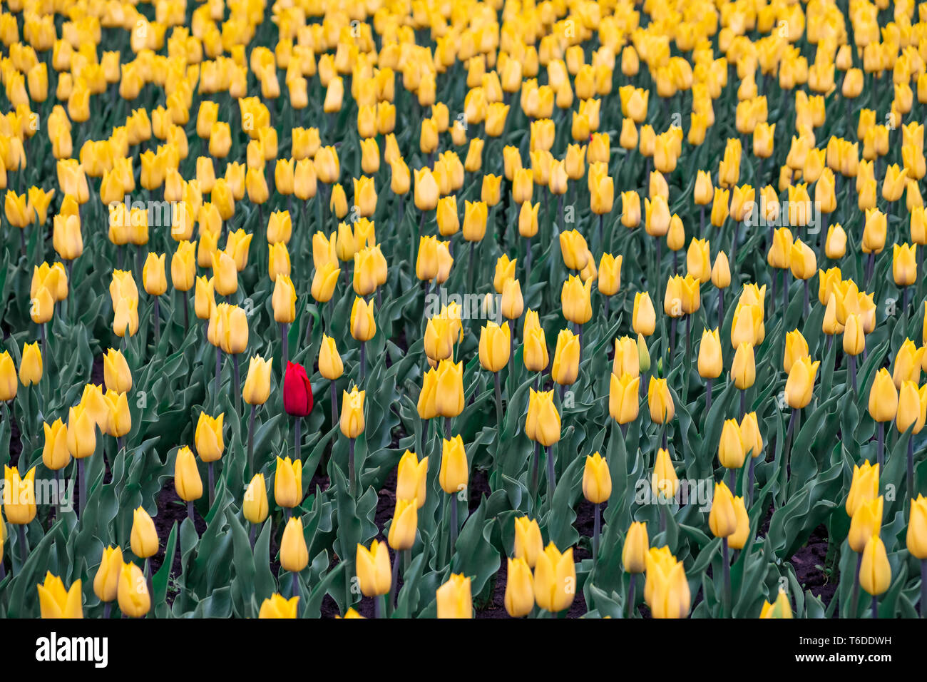 Domaine de tulipes jaunes et un rouge tulip. Black sheep, outsider concept : une fleur rouge dans le champ de fleurs jaunes. Banque D'Images