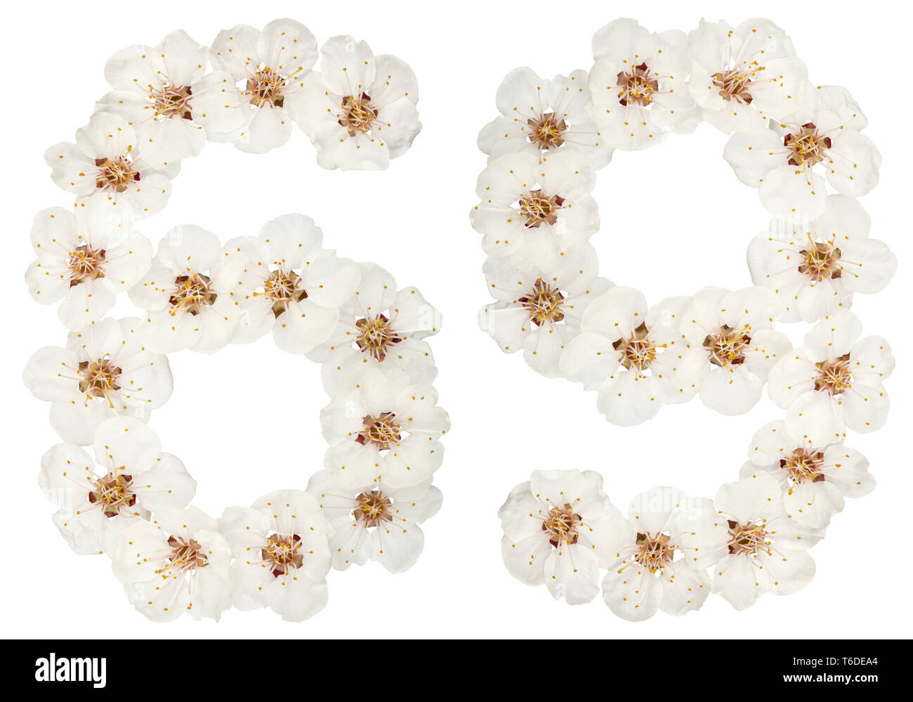 Chiffre 69, soixante-neuf, par les fleurs blanches de l'abricotier, isolé sur fond blanc Banque D'Images