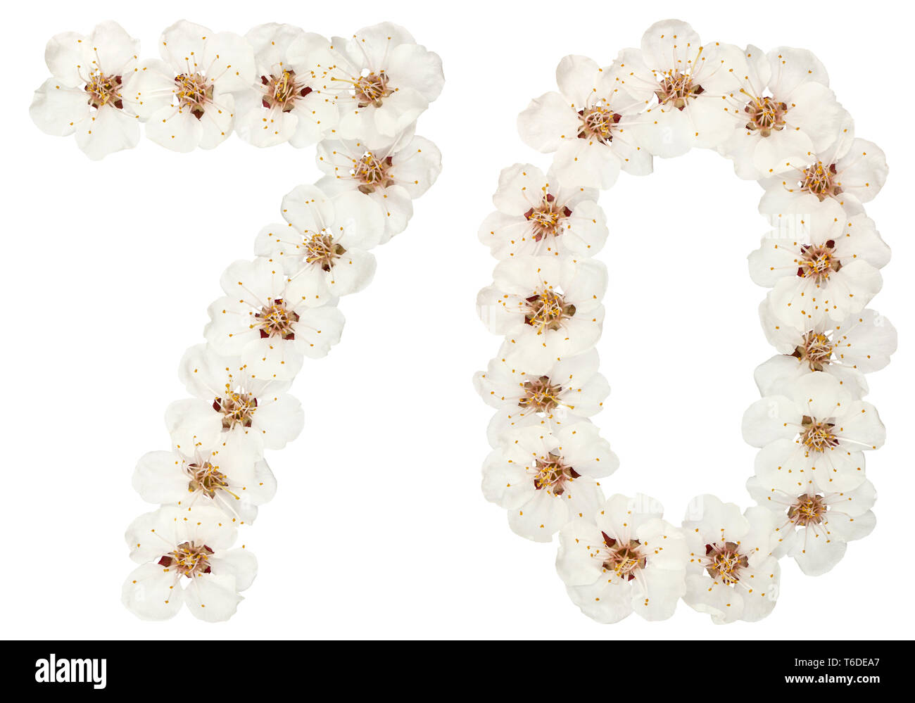 70, chiffre 70, de fleurs blanches naturelles d'abricotier, isolé sur fond blanc Banque D'Images