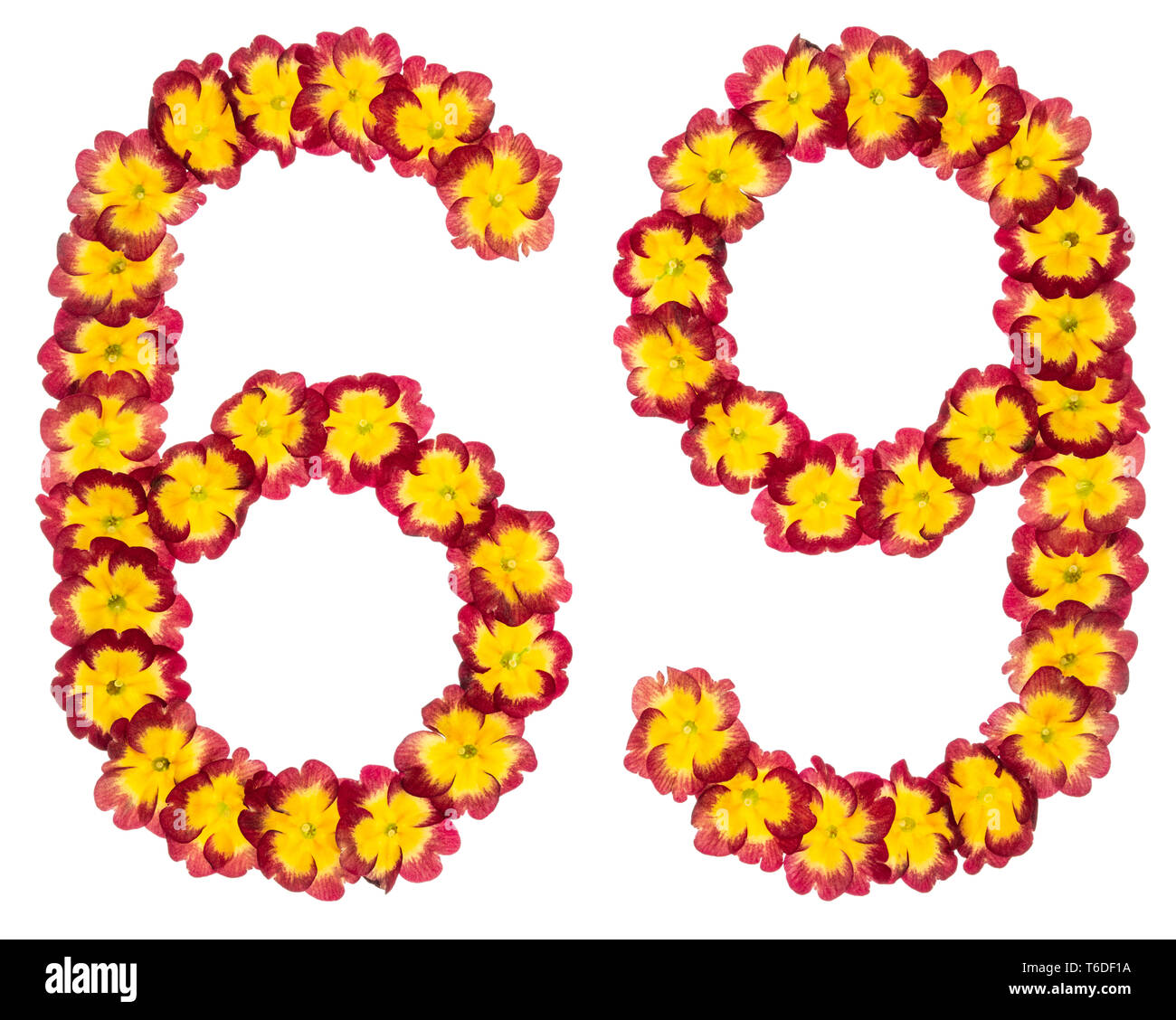 Chiffre 69, soixante-neuf, à partir de fleurs naturelles de primula, isolé sur fond blanc Banque D'Images