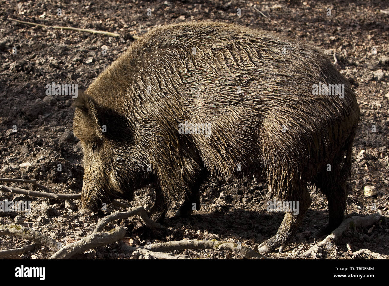 Sanglier, Sus scrofa, Nationalpark forêt de Bavière, Allemagne Banque D'Images