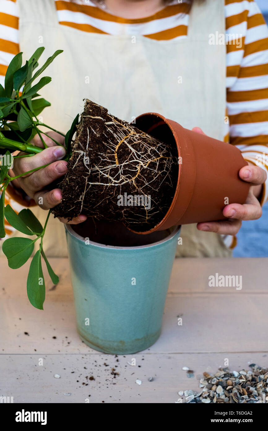 High angle portrait de personne re-potting plante dans un pot en terre cuite bleu. Banque D'Images