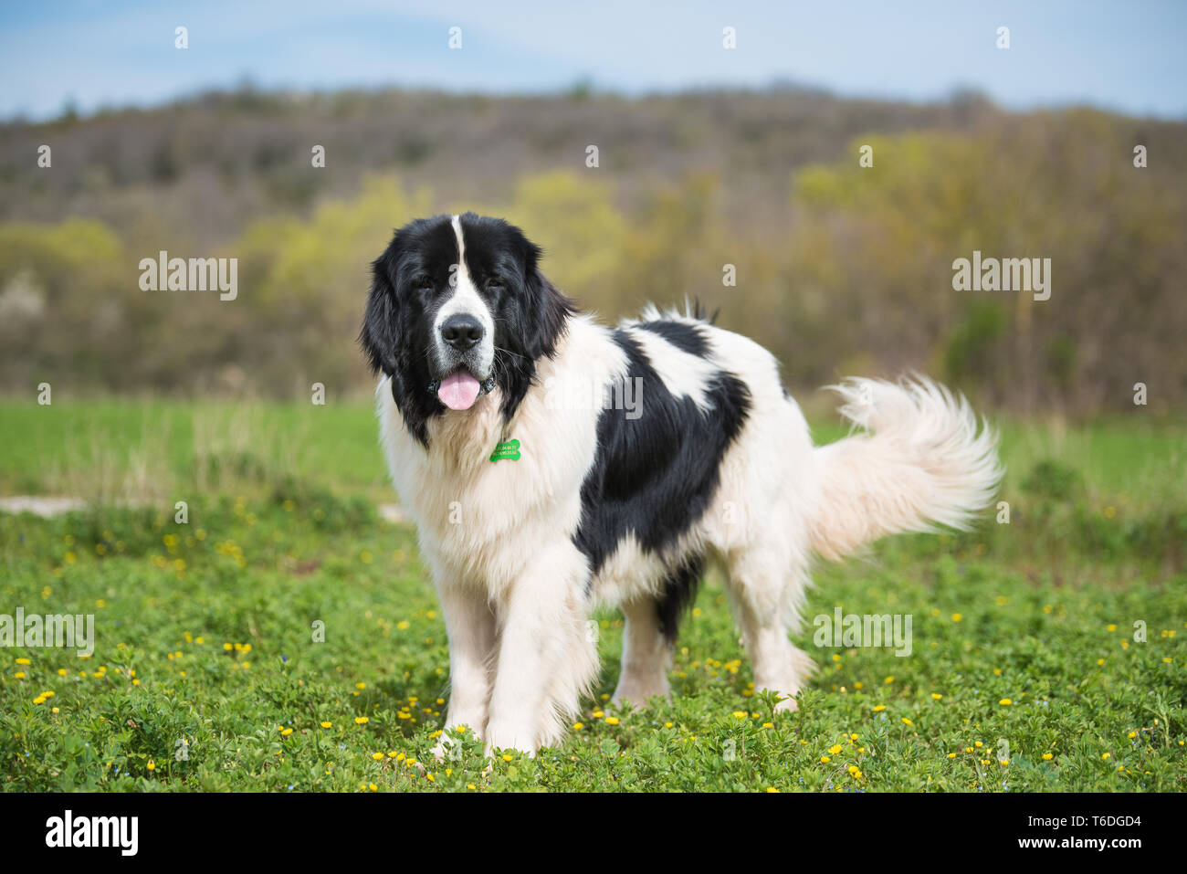 Pure race chien landseer Banque D'Images