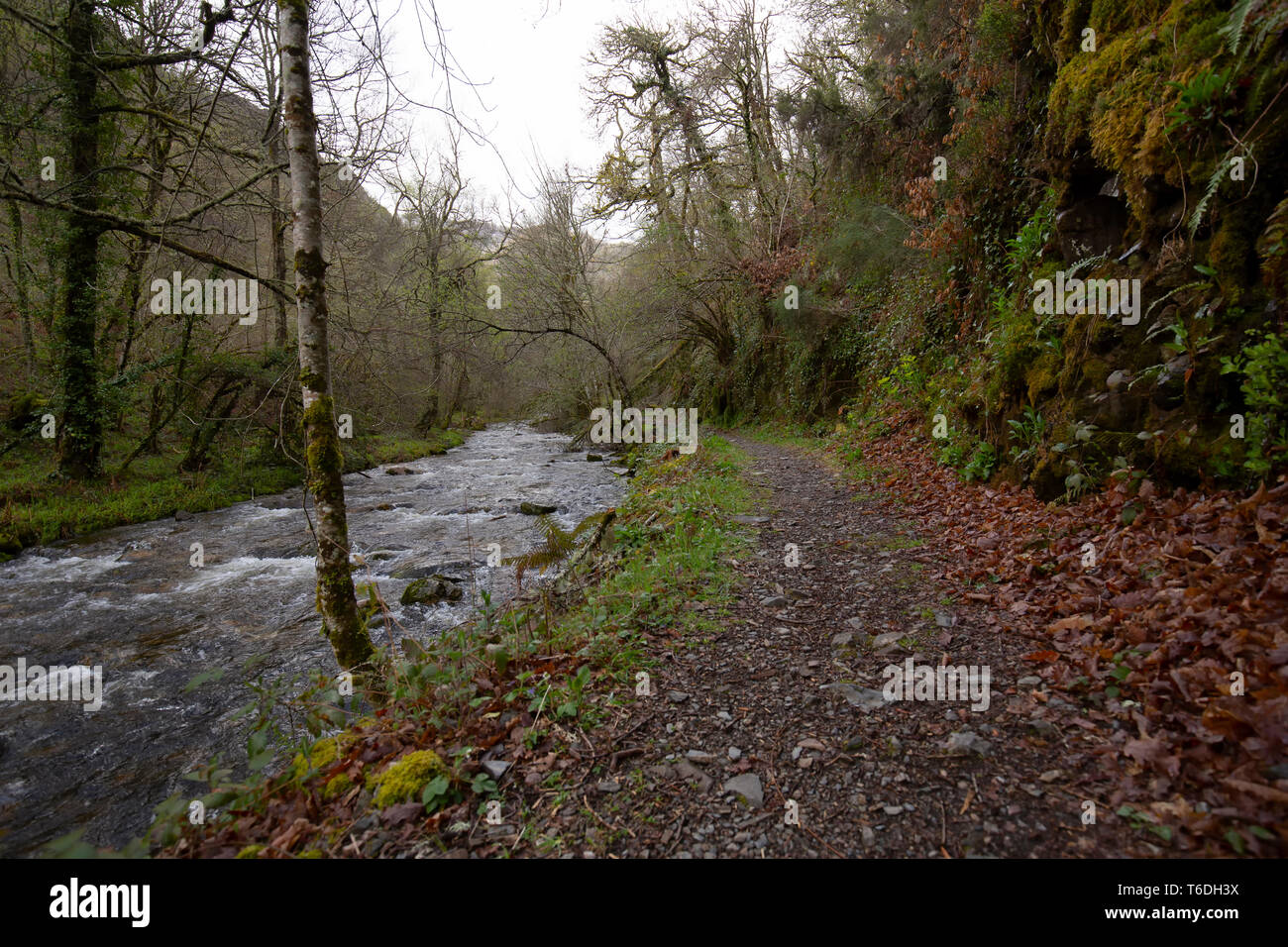 Belle forêt verte sur fond Banque D'Images