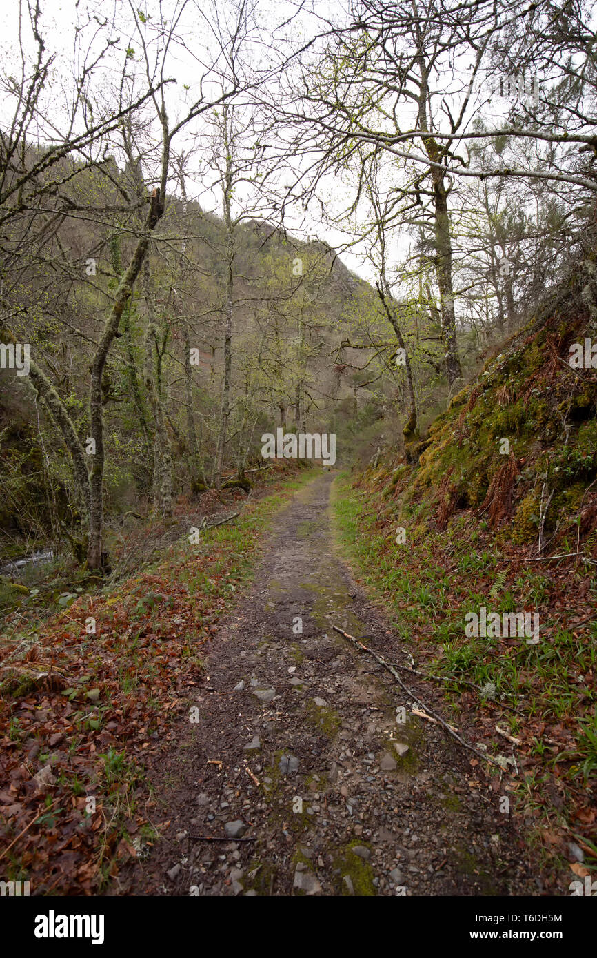 Belle forêt verte sur fond Banque D'Images