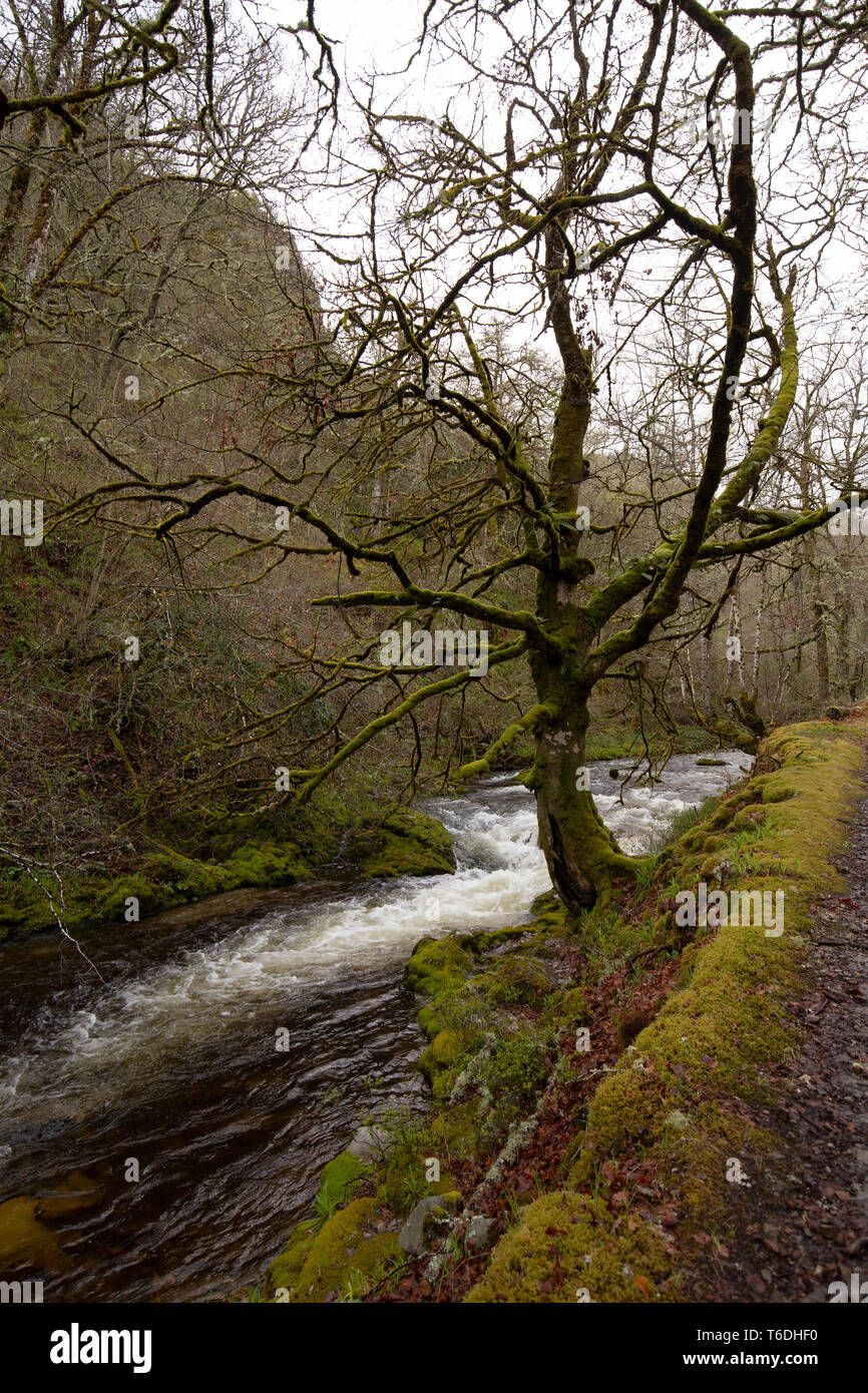 Belle forêt verte sur fond Banque D'Images
