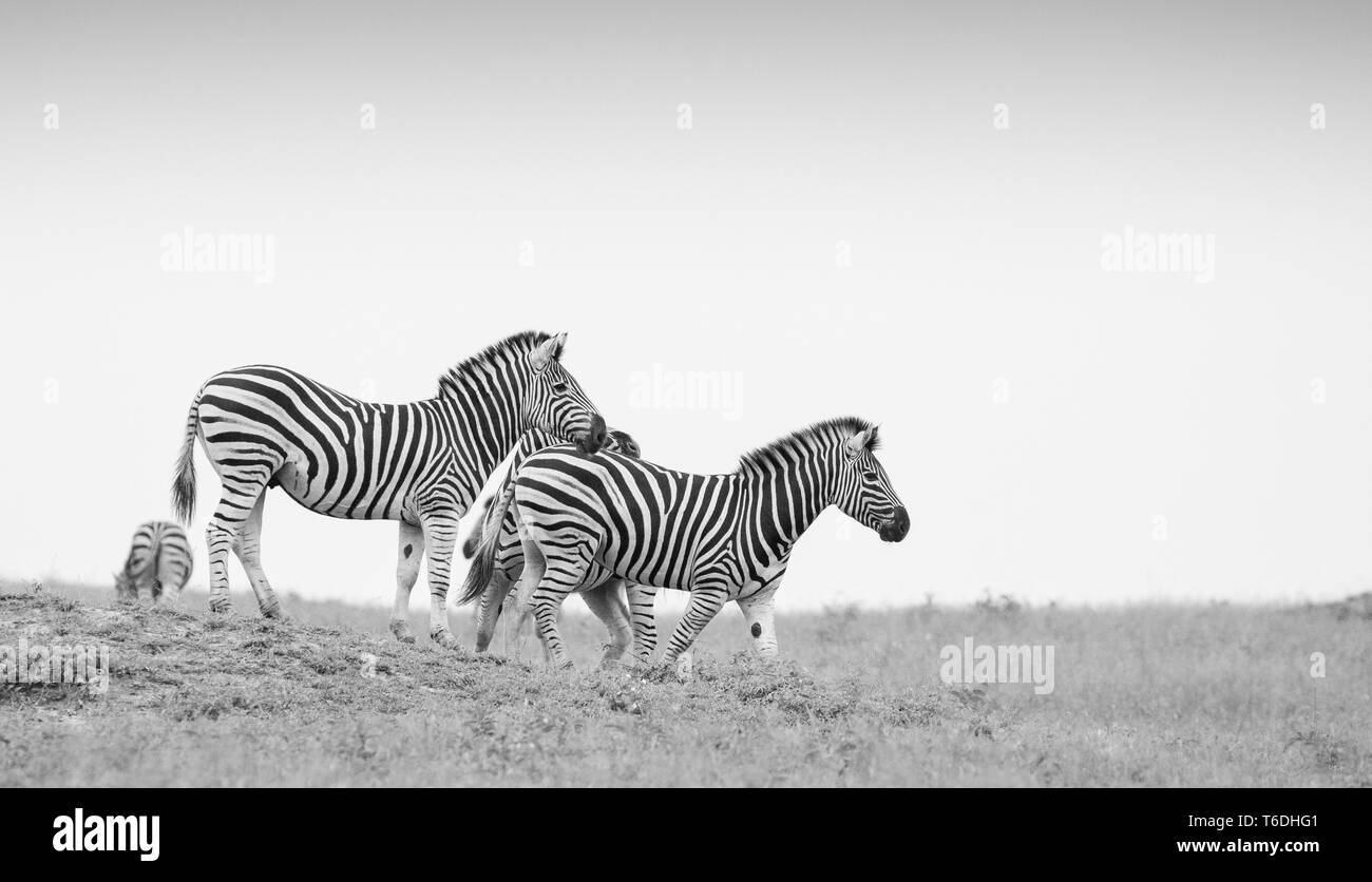 Un troupeau de zèbres, Equus quagga, descendre une pente avec un fond de ciel clair en noir et blanc Banque D'Images