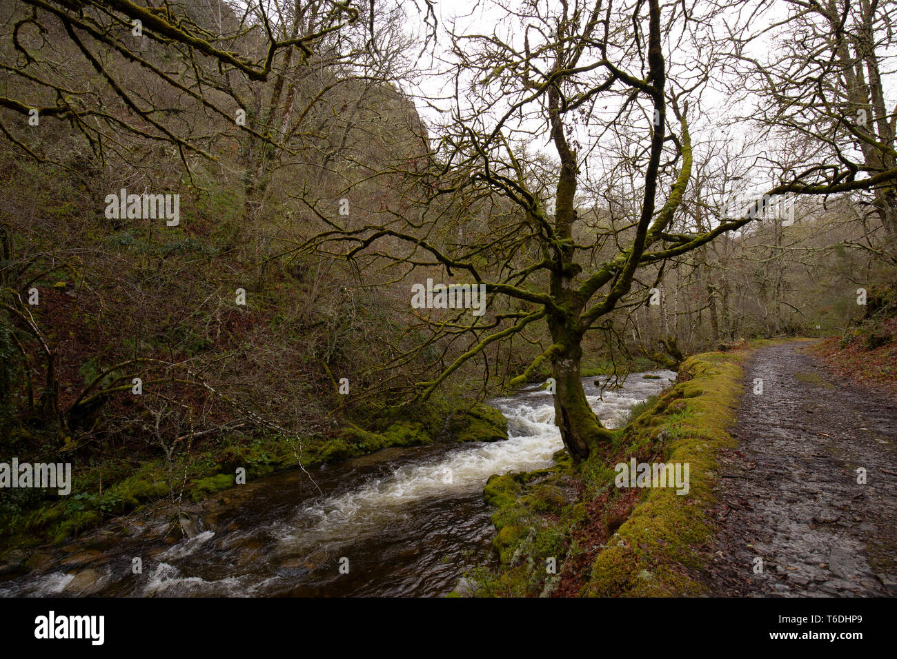 Belle forêt verte sur fond Banque D'Images