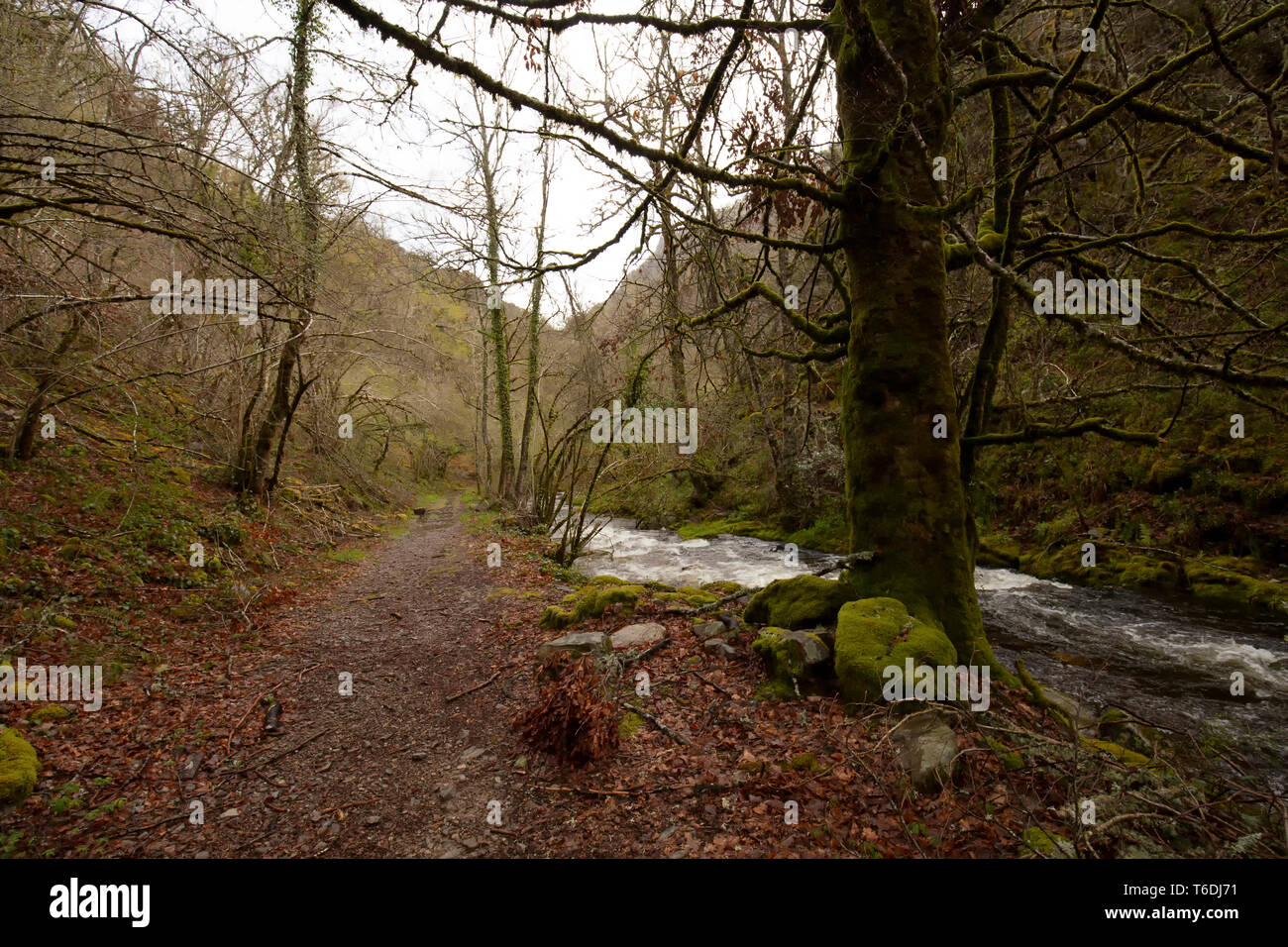 Belle forêt verte sur fond Banque D'Images