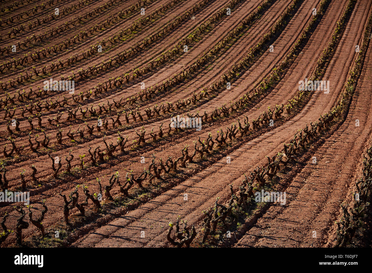 30/4/19 Les jeunes feuilles du tournage en tempranillo vignobles près Azofra La Rioja (Espagne). Photo de James Sturcke | sturcke.org Banque D'Images