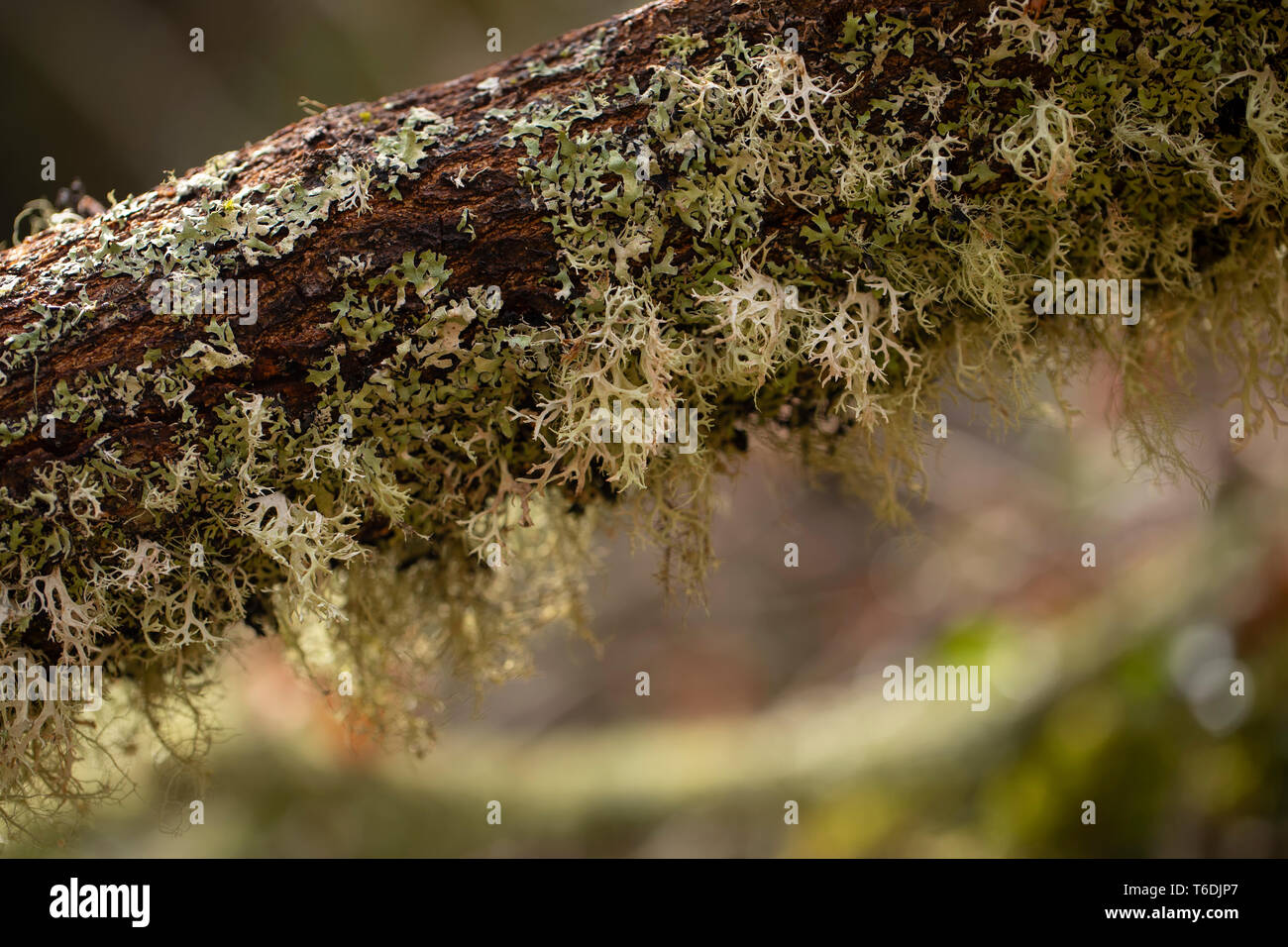Moss sur arbre en forêt sur background,close up Banque D'Images