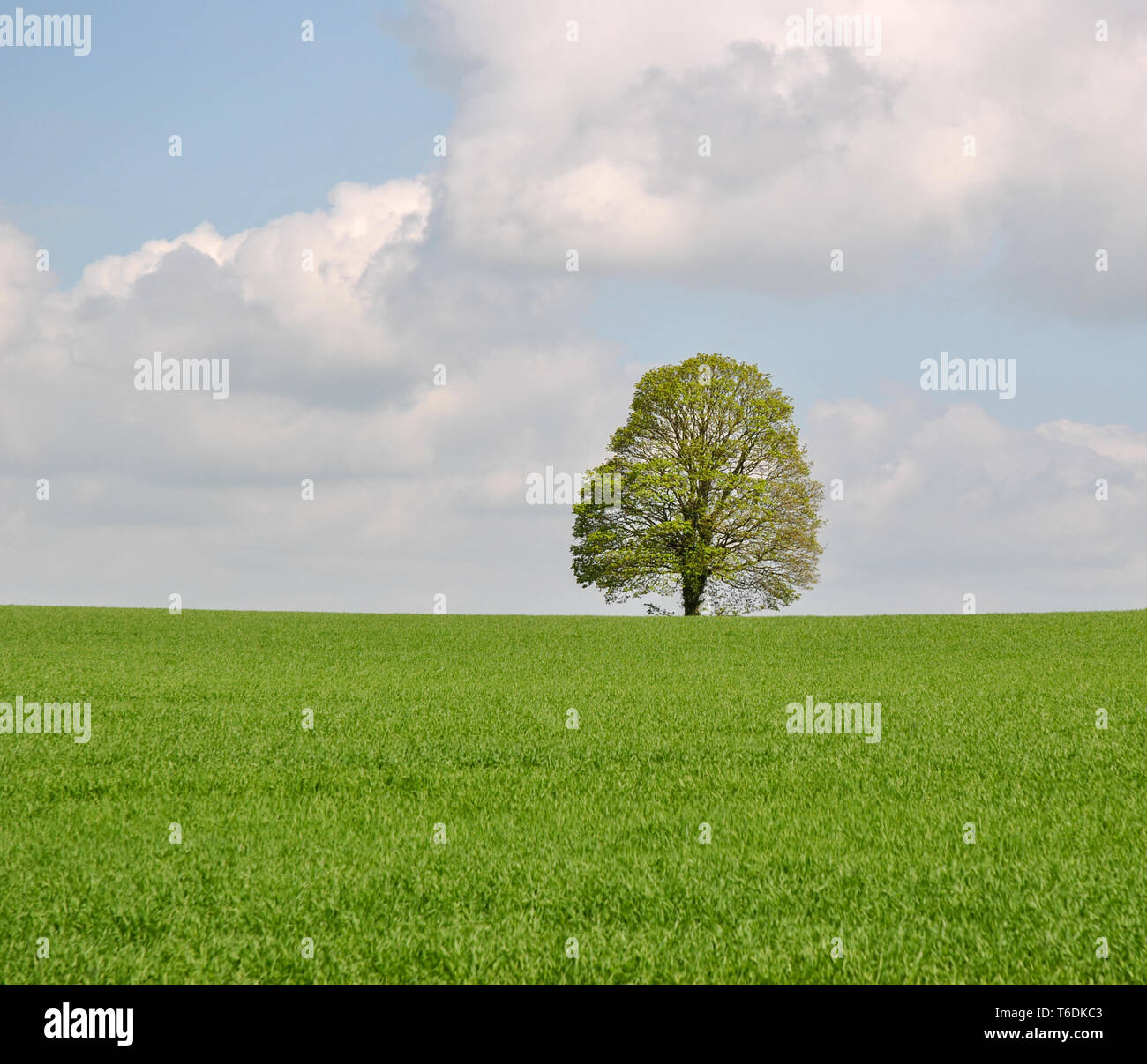 Un seul arbre dans un champ d'herbe avec un ciel bleu et nuageux Banque D'Images