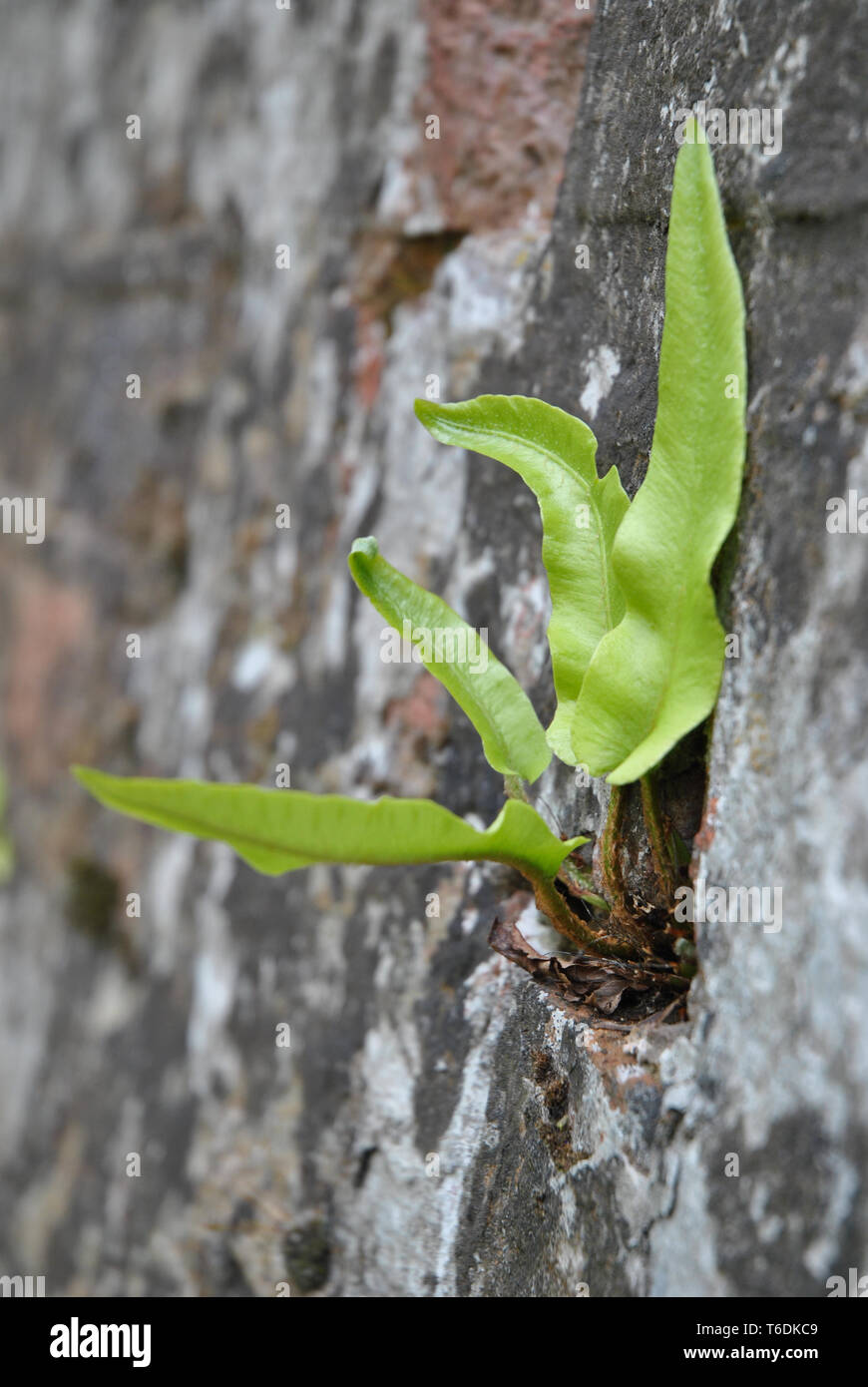 Un gros plan d'une fougère qui pousse dans un mur, la langue du Hart (Asplenium scolopendrium) Banque D'Images