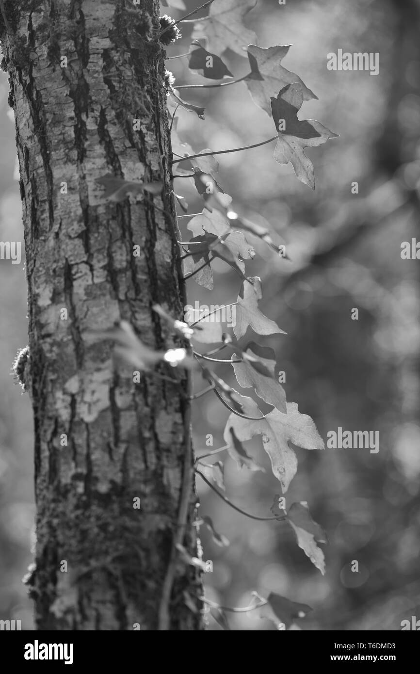 Belle forêt verte sur fond Banque D'Images