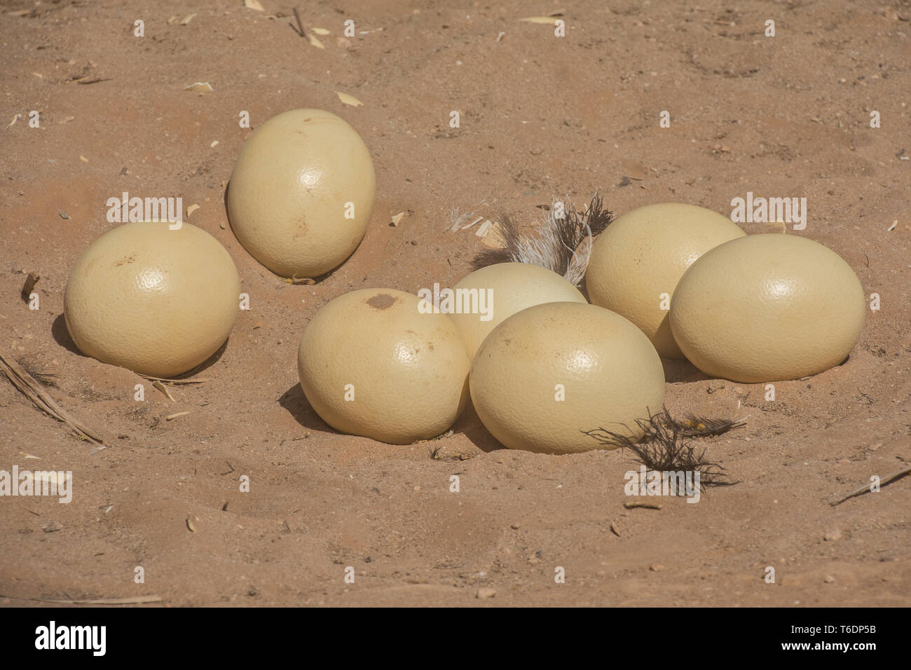 Autruche d'Afrique du Sud d'œufs (Struthio camelus australis), Safari Ostrich Farm, Oudtshoorn, Afrique du Sud. Banque D'Images