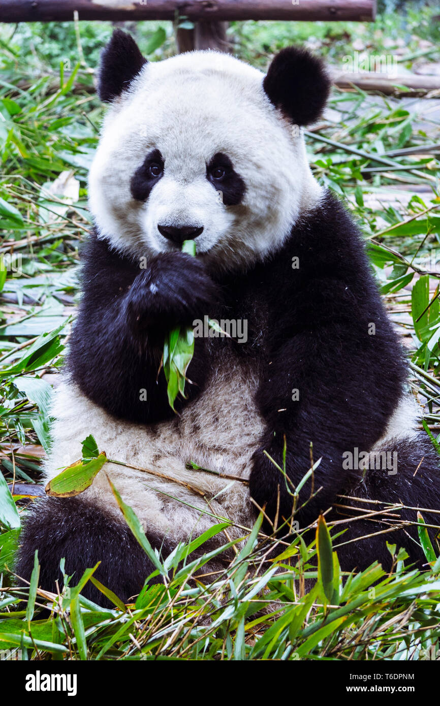 Chengdu, province du Sichuan, Chine : Giant Panda eating bamboo à la base de recherche de Chengdu Panda géant de l'élevage. Banque D'Images
