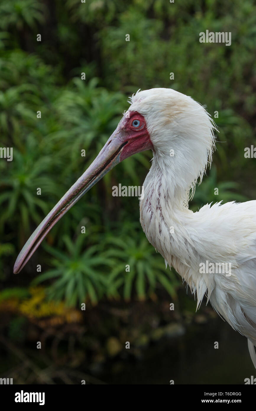 Chef, spatule d'Afrique (Platalea alba), Birds of Eden, Plettenberg Bay, Afrique du Sud. Banque D'Images
