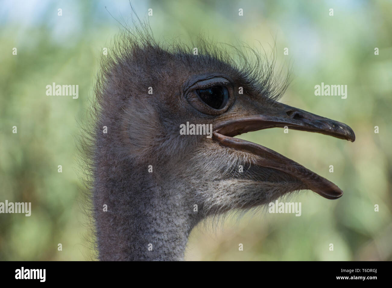 Tête, autruche d'Afrique du Sud (Struthio camelus australis), Safari Ostrich Farm, Oudtshoorn, Afrique du Sud. Banque D'Images