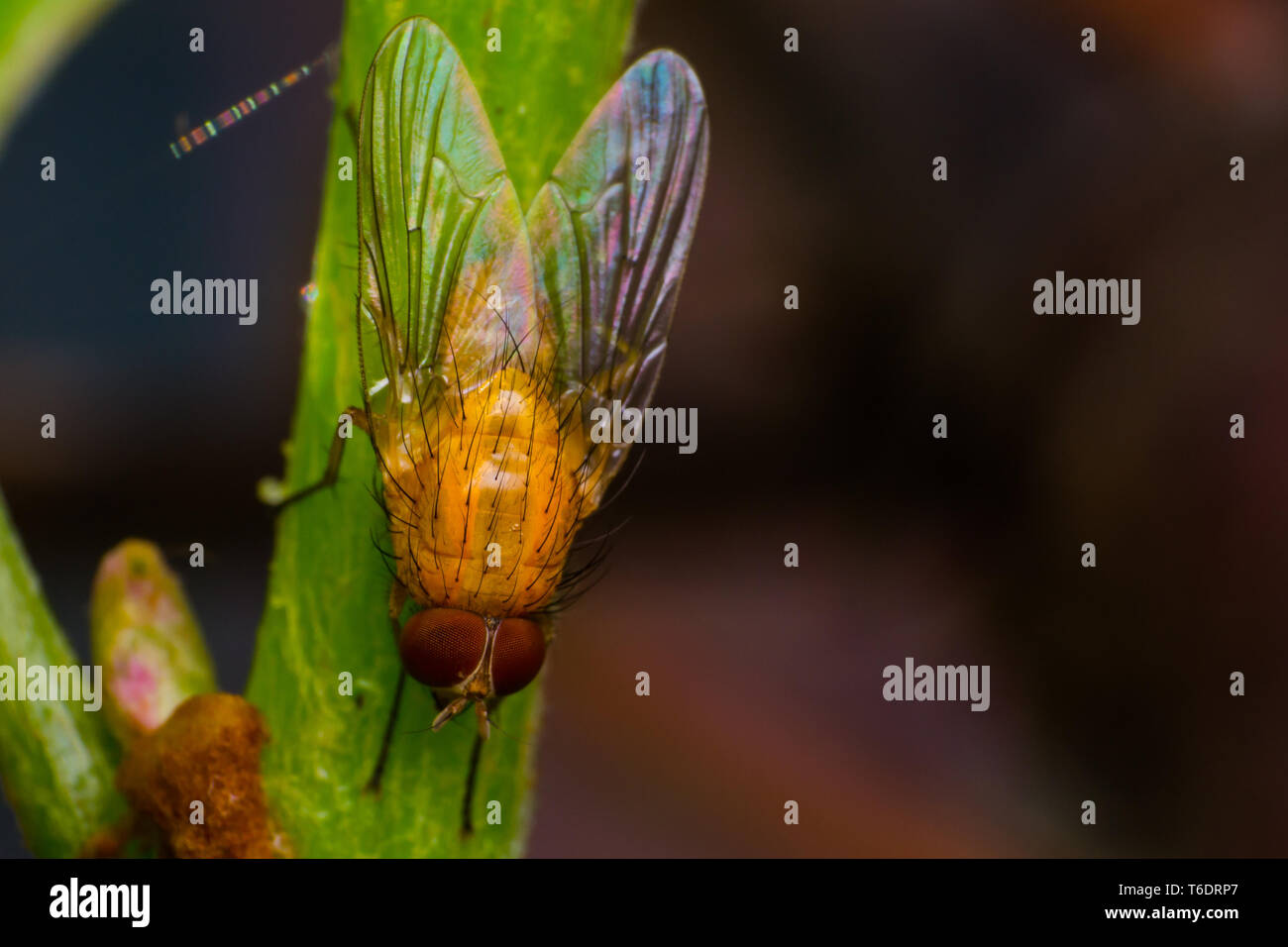 La mouche des fruits jaune-orange avec de grands yeux orange, sur la surface verte Banque D'Images