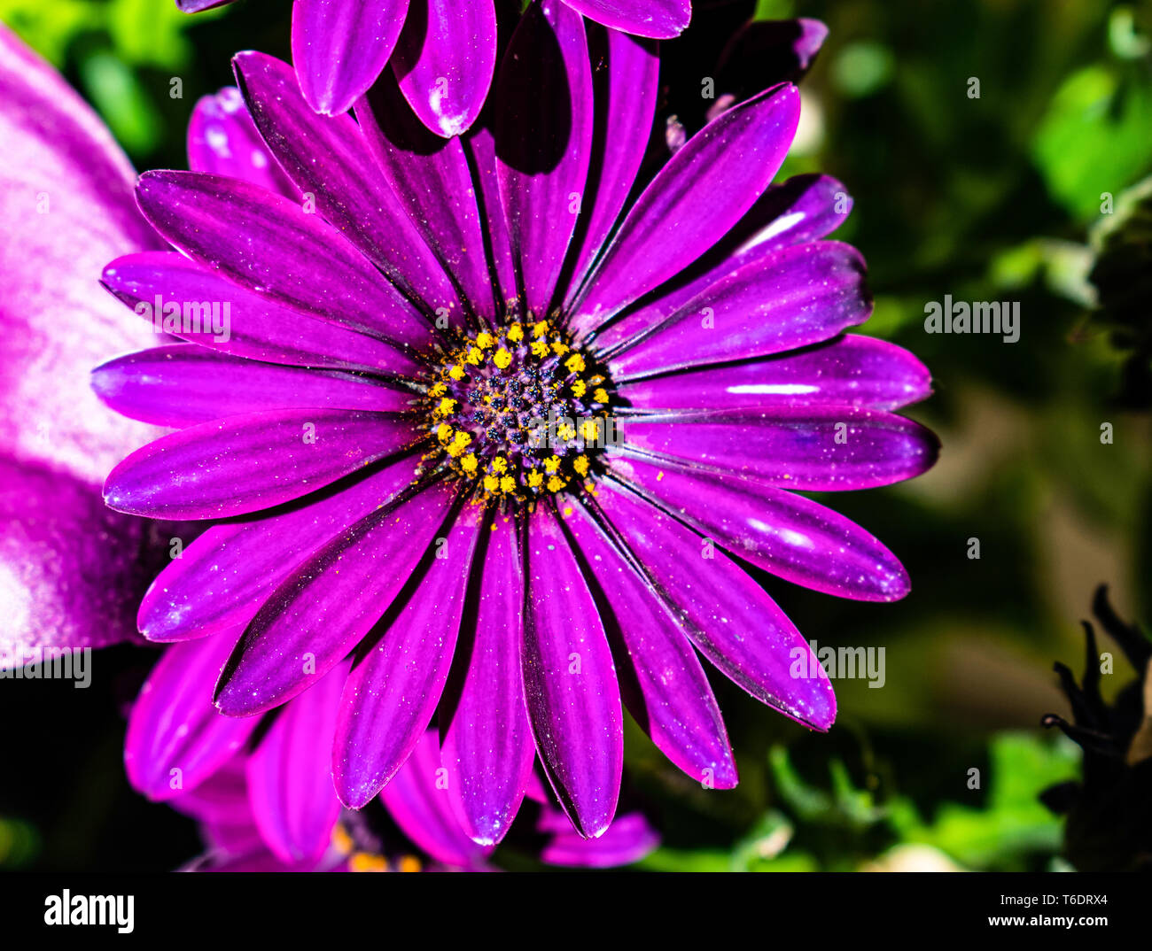 Gros plan magnifique de Vivid Purple Daisy avec étamines jaune Banque D'Images