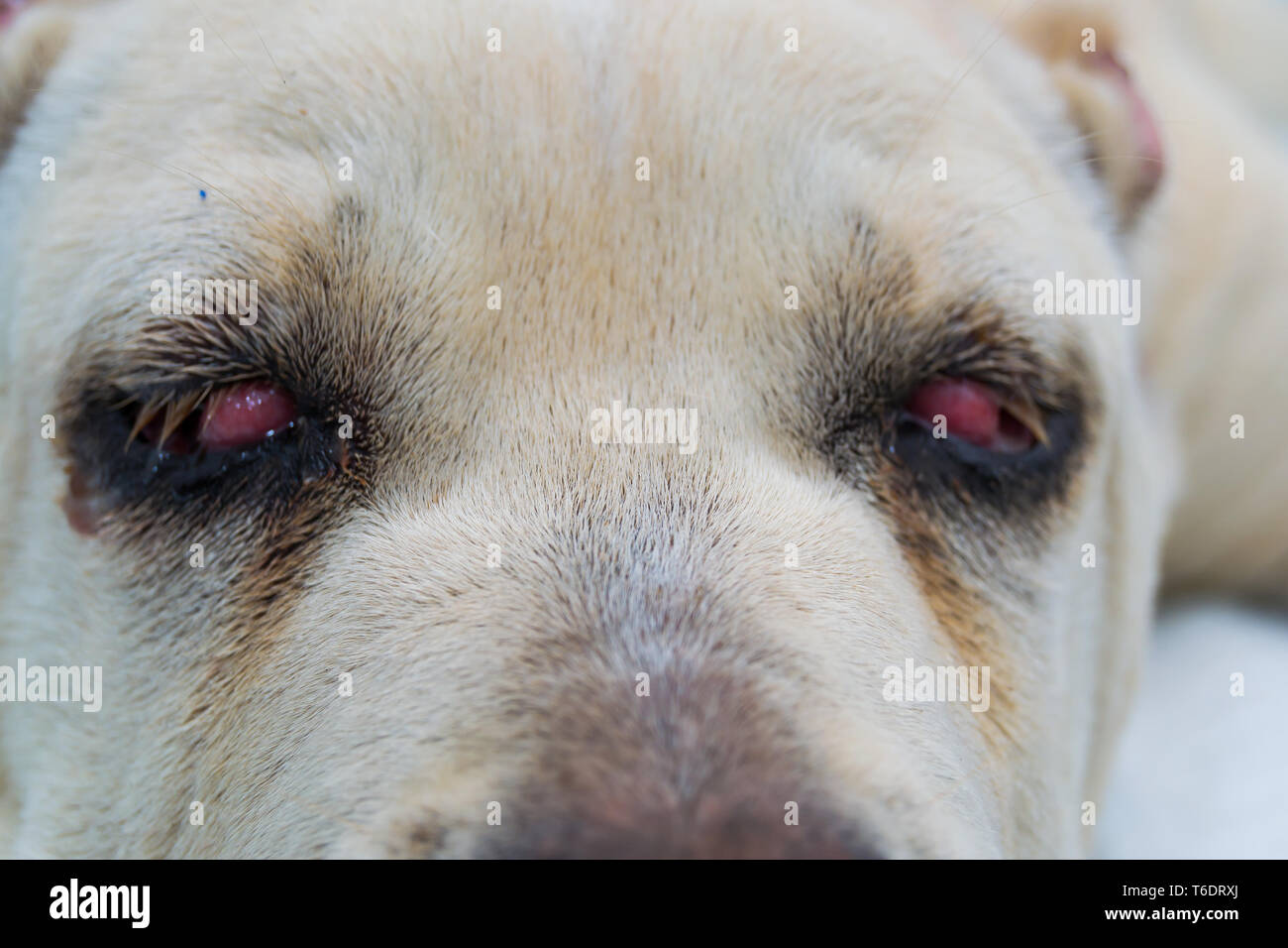 Cane Corso race de chien avec cherry eye Banque D'Images