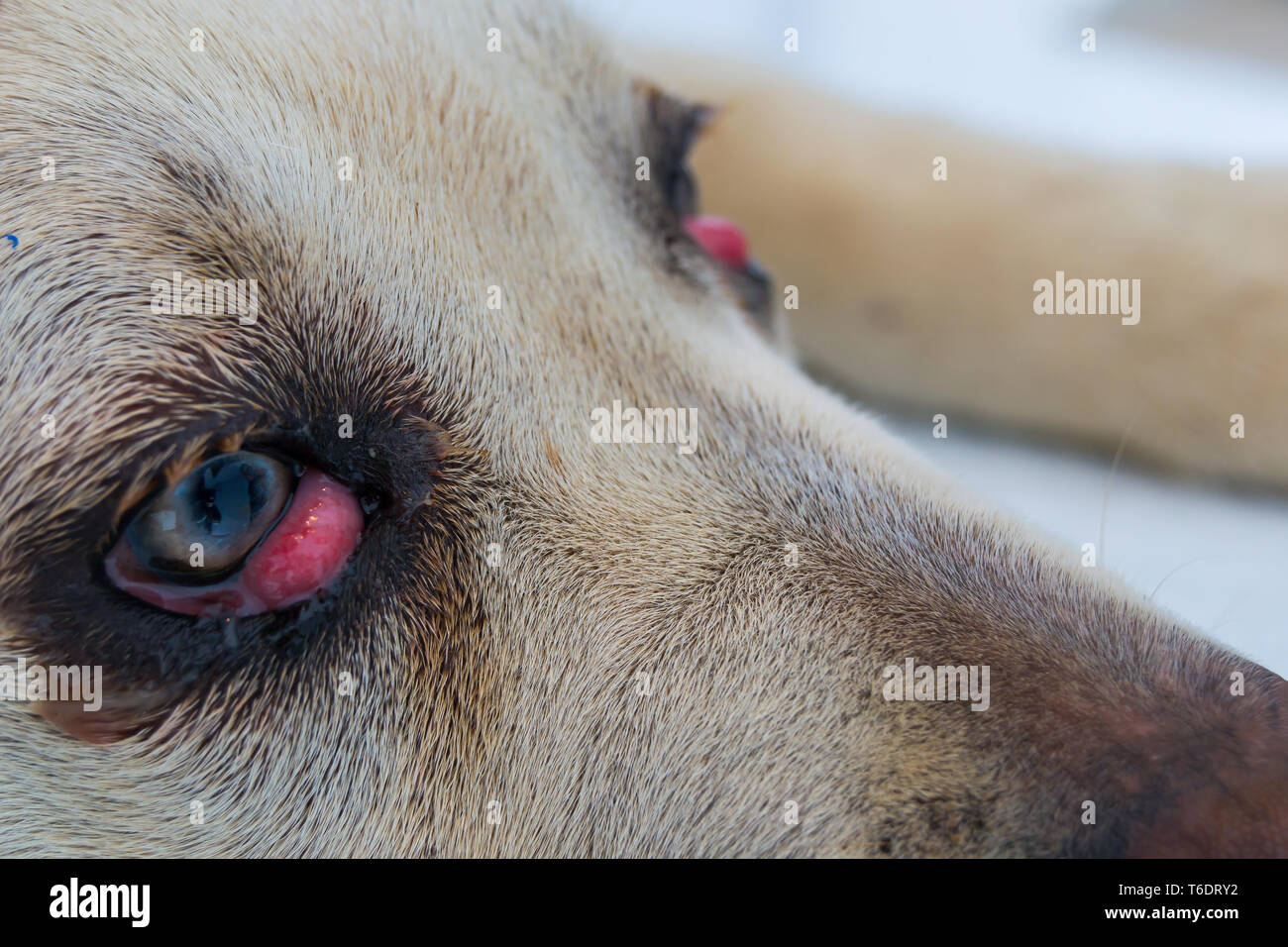 Cane Corso race de chien avec cherry eye Banque D'Images