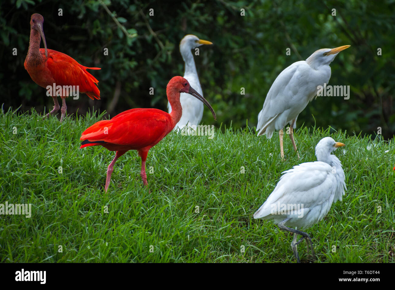 Ibis rouge (Eudocimus ruber) et garde-boeufs (Bubulcus ibis), Birds of Eden, Plettenberg Bay, Afrique du Sud. Banque D'Images