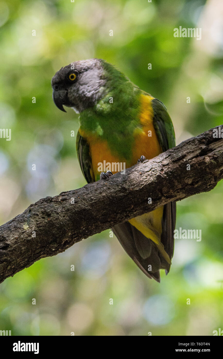 Sénégal (Poicephalus senegalus) parrot, Birds of Eden, Plettenberg Bay, Afrique du Sud. Banque D'Images