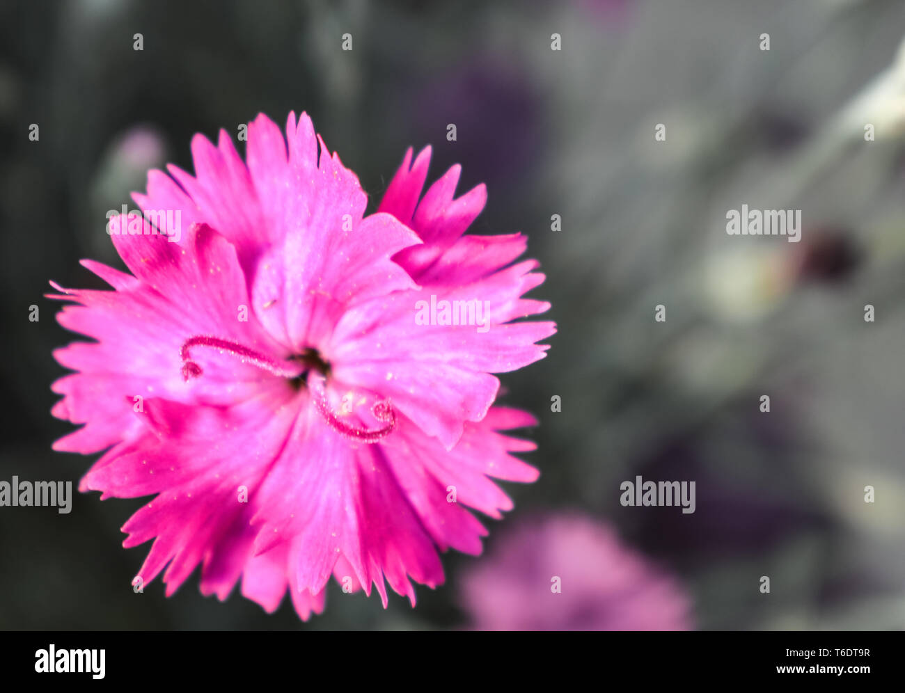 Belle Dianthus gratianopolitanus Firewitch' 'Fleur Fleur avec étamines blanc floue Banque D'Images