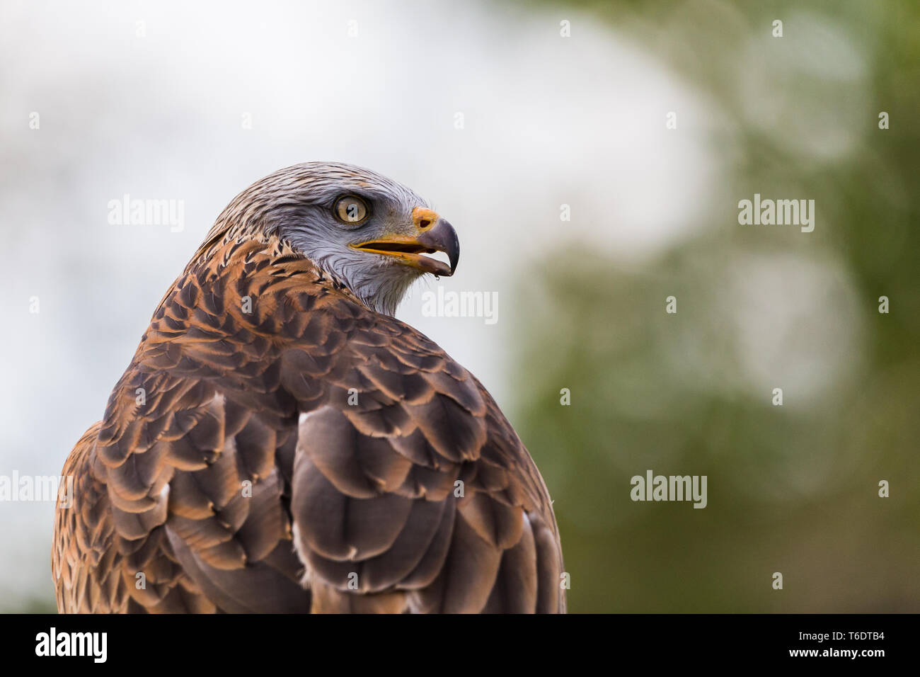 Un Harris Hawk se penche sur la distance s'il repose sur un post au printemps de 2019 en Angleterre. Banque D'Images