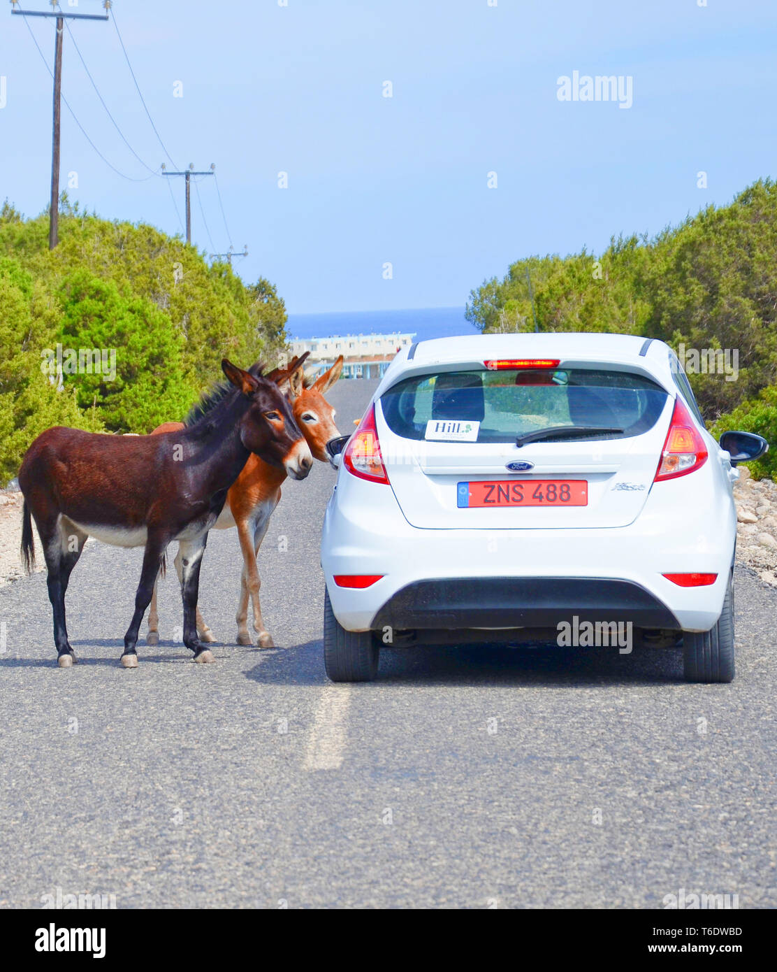 Dipkarpaz, Chypre du Nord - Oct 2018 3e : deux ânes sauvages de bloquer le chemin d'une voiture blanche sur route de campagne. Les attractions locales sont animaux Banque D'Images