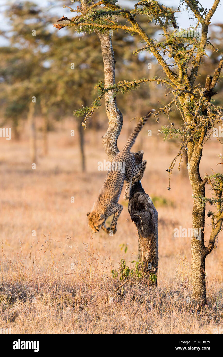 Un cheetah cub jouant et sautant en bas d'un petit Acacia dans ouvrir scrub, format vertical, Ol Pejeta Conservancy, Laikipia, Kenya, Africa Banque D'Images